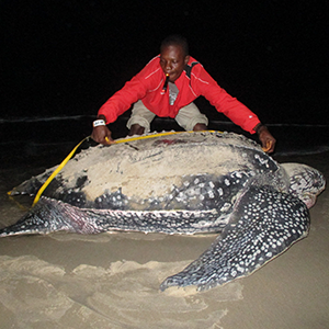 turtle-project